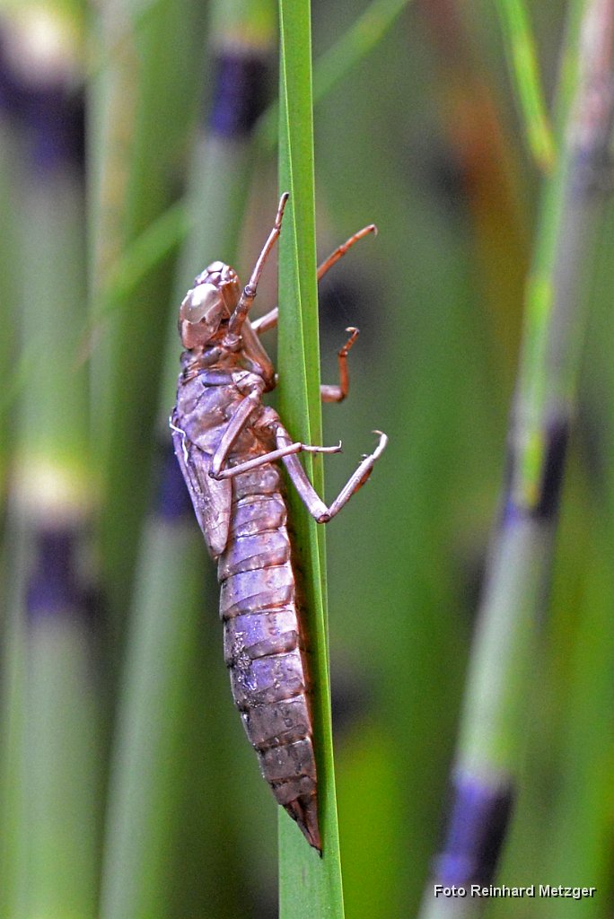2014-08-31_26_Libellenlarve_kommt aus dem Wasser_RM_7044.jpg